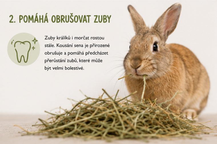 Seno pomáhá ubrušovat zuby